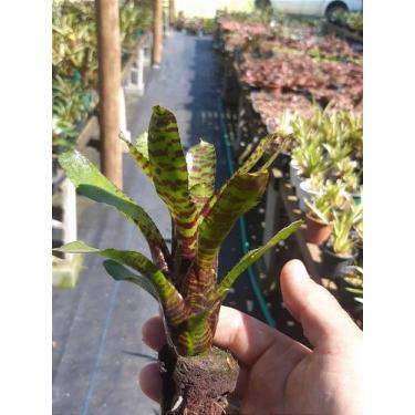 Imagem de Bromélia Neoregelia Ampullacea - Planta Adultas com Mudas - Orquidário