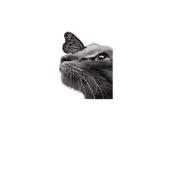 Imagem de Quadro Decorativo Gato Com Borboleta 34x23Cm - Quadros On-Line