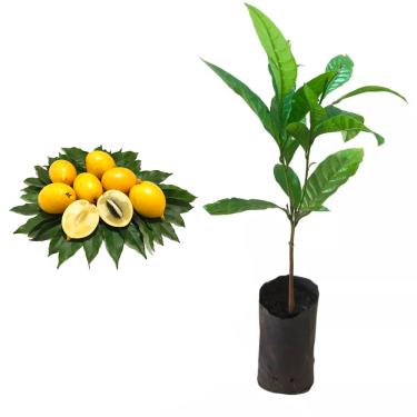 Imagem de AMK Jardinagem e Paisagismo, Muda de Abiu Amarelo 20 a 40cm AMK - Plantas Online