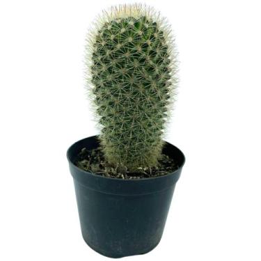Imagem de 1 Cacto Mammillaria Spinosissim Pote 8 P Varanda Casa Decor - INSPIRA 