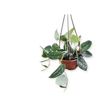 Imagem de "Planta Jiboia Prateada Pendente e Trepadeira Natural em Vaso Pote 14 – Folhagem Verde Decorativa para Ambientes Internos e Externos, Fácil de Cuidar"