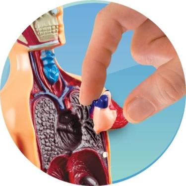 Imagem de LAB Corpo Humano - Estrela