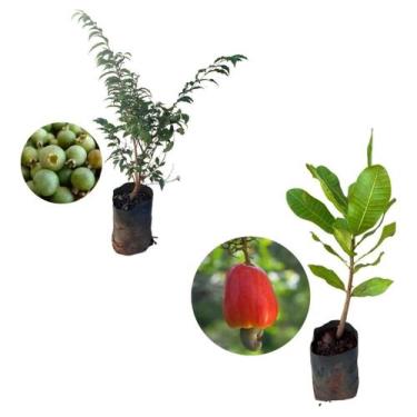 Imagem de Kit 2 Mudas - 1 Gabiroba + 1 Caju Anão Vermelho - AMK - Jardinagem e P