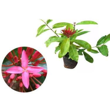 Imagem de Muda de Ixora Africana Rei 20 a 40cm AMK  Plantas Online - AMK Jardina
