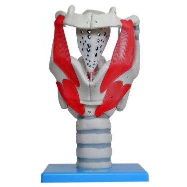 Imagem de Laringe Funcional 3,5 X O Tamanho Natural, Anatomia