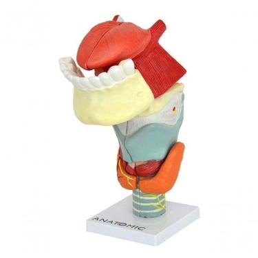 Imagem de Laringe Ampliada Com Arcada E Língua Em 10 Partes