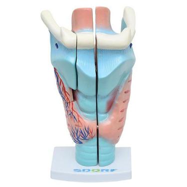 Imagem de Garganta Ampliada em 3 Partes Anatomia