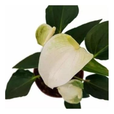 Imagem de Mini Antúrio Alba Planta Natural Adulta Com Vaso