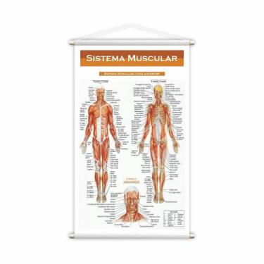Imagem de Banner Escolar Pedagógico Sistema Muscular Medicina 120X60Cm - Plimsho