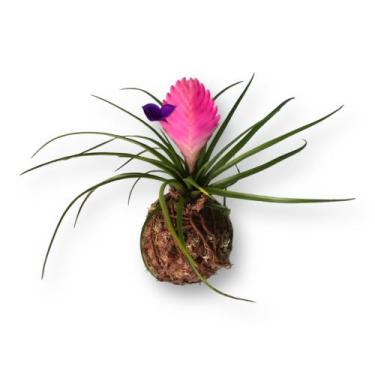 Imagem de Planta Natural Bromélia Tlândsia Em Kokedama Fácil Cultivo Jardim Trop
