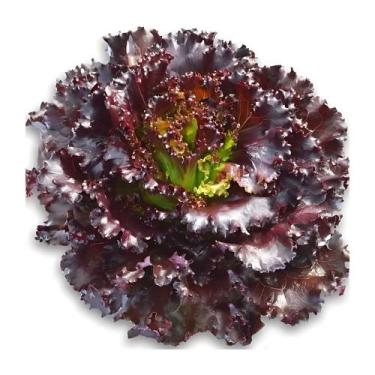 Imagem de Kit Semente Alface Crespa Roxa Horta Inteligente HidroGarden