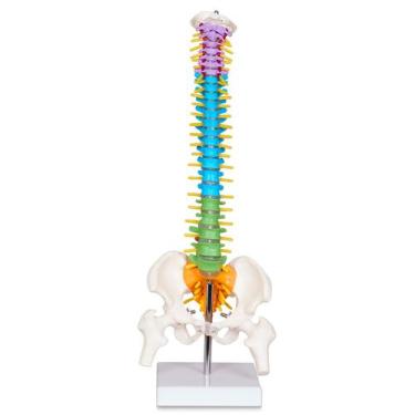 Imagem de Modelo anatômico da coluna vertebral breesky Scientific Mini com supor