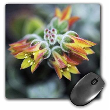 Imagem de 3dRose 20 x 20 x 0,63 cm. Echeveria Coccinea é uma vibrante orquídea de jardim em que é um mouse pad de planta tropical e buquê quando floresce (mp_10353_1)