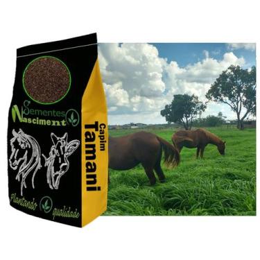 Imagem de 10kg Sementes de capim tamani excelente pastagem para caprinos/equinos