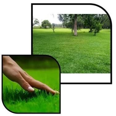 Imagem de Sementes S68 Grama para Jardim Folha Fina Tradiciona 3g Tapete Verde I