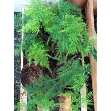 Imagem de Planta ornamental melindre muda pequena - Orquídeas & Cia