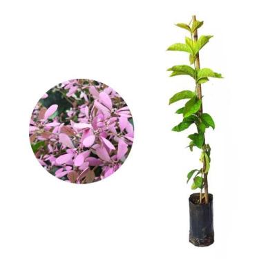 Imagem de Muda de Congeia 20 a 40cm AMK - Plantas Online - AMK Jardinagem e Pais