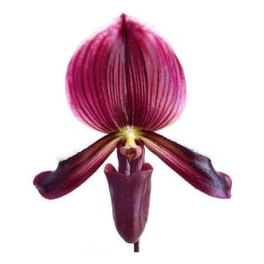 Imagem de Orquídea Rara Sapatinho Paphiopedilum Maudiae Black Jack - Orquiflora
