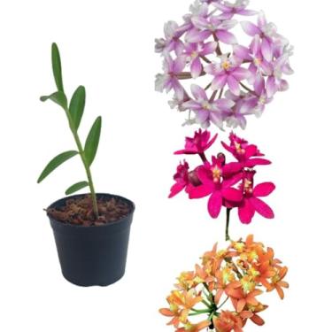 Imagem de Orquídea Epidendrum Cores Mista Planta Muda Flor Rara