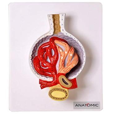 Imagem de Rim Glomérulos Ampliado 700 X Modelo Anatomia