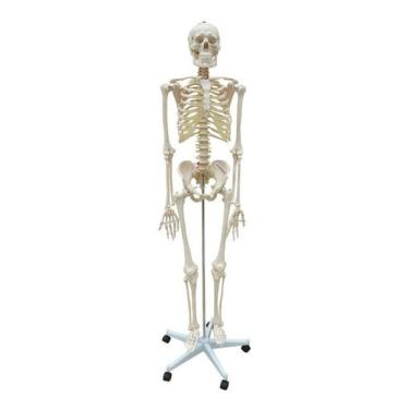 Imagem de Esqueleto Humano 168 Cm Coluna Flexível Suporte E Base Rodas