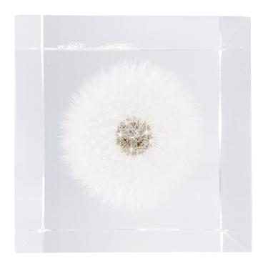 Imagem de Bon Cube Cubo de acrílico peso de papel com flores decorativas preservadas 3D, cubo de 6 cm 340 g, dente de leão branco, decoração de prateleira de mesa estética e presente de boa sorte para ela