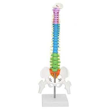 Imagem de aqxreight Novo Modelo Colorido de Tamanho de Esqueleto Humano Flexível Com Fêmur de Fêmur 45cm Este Medicamento Fácil Coluna Tem estrutura. Aprendizado Claro e de para