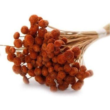 Imagem de 200 Botão Desidratado Sempre Viva Flores Secas, Verde