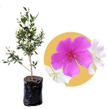 Imagem de Muda de Manacá Da Serra Anão Ideal Para Calçadas e Jardins