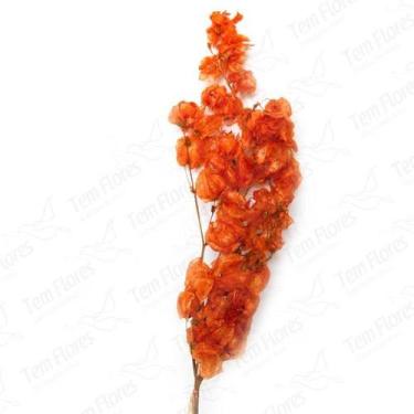 Imagem de Bougainvile Laranja Desidratado Buque Flores Secas - Desidratado Secas