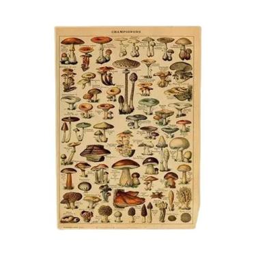Imagem de Cartazes Vintage com Estampa de Cogumelos, Frutas e Vegetais - Arte Bo