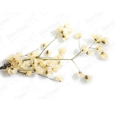 Imagem de Bougainvile Desidratado Buque Flores Secas - Pense Flores, Natural