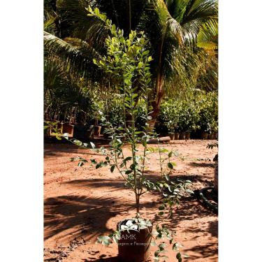 Imagem de Muda Mirtilo (Em Ciclo Produtivo)