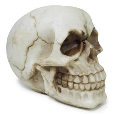 Imagem de Crânio Caveira Sócrates Realista Trincado Osso Resina Bege - M3 Decora