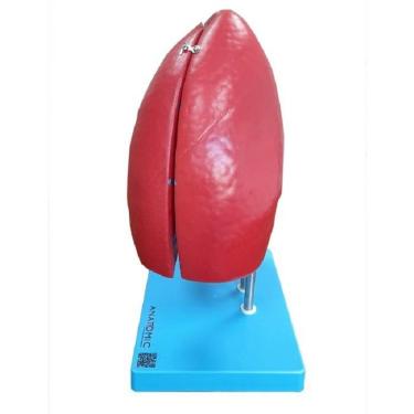 Imagem de Modelo Anatômico Anatomic TGD-0319-P Pulmão Dividido em 4 Partes com Veias Artérias e Brônquios Visíveis em Corte