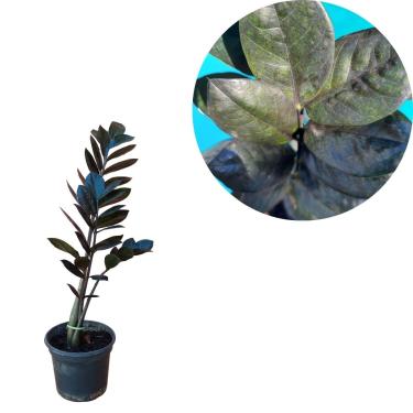 Imagem de Muda Zamioculca Black, Planta Natural, Vaso Plástico nº 15