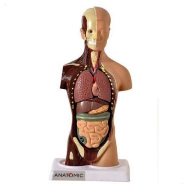 Imagem de Torso Anatomico De 28cm Assexuado 15 Partes - Anatomic TGD-0209