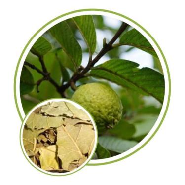 Imagem de Folhas de Goiabeira 500g - SEEDS