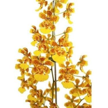 Imagem de Orquídea Oncidium Flor Amarela Planta Adulta Com Vaso - Orquiflora