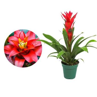 Imagem de Muda de Bromelia 20 a 40cm AMK - Plantas Online - Genérico