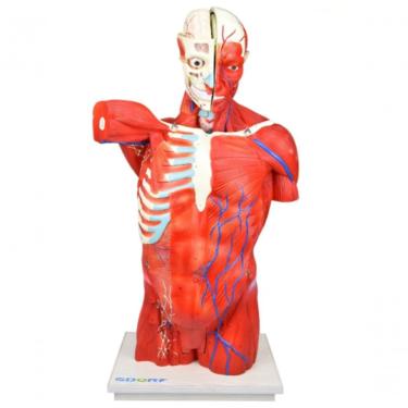Imagem de Torso Bissexual Muscular De 94cm C- 27 Partes C- Base De Madeira