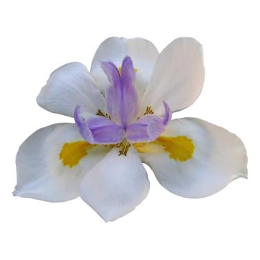 Imagem de Kit 5 Unidades Mudas Moreias Branca Para Jardim E Paisagismo