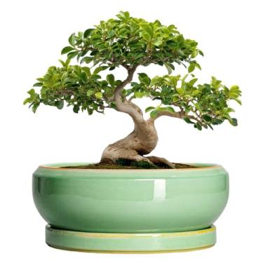Imagem de EPFamily Vasos grandes de bonsai - vasos de suculentas de cerâmica de 33 cm para ambientes internos e externos, vaso de cerâmica com orifício de drenagem e pires, vaso redondo raso, decoração de