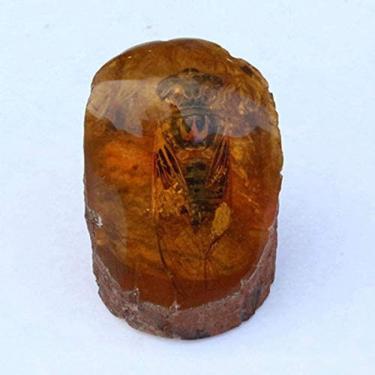 Imagem de Coleção De Amostras De Resina De Inseto Real Natural Âmbar, Taxidermia De Peso De Papel De Inseto Real Para Crianças, Brinquedo Educacional, Brinquedos Cognitivos, Educação Biológica,Cigarra,8 * 10