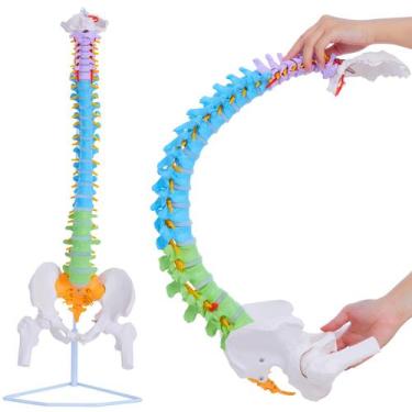 Imagem de Spine Model Ruiishunyy Life Size 88 cm com nervos e artérias
