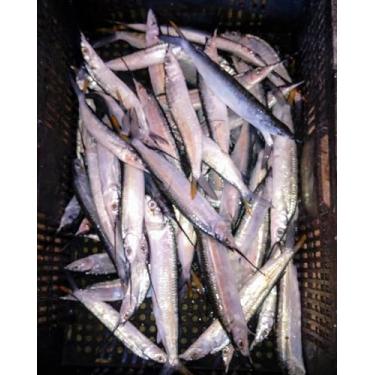 Imagem de Peixe fresco agulha Preta o kg .Já vem tratada pronta para consumo.ATT:Entrega pode levar de 15 à 30 dias devido a extreção no mar.sendp Pescado enviado com 2 dias .Peixe pescado e,m alto mar à pedidos !!!!!!!ATT2:Cliente sempre irá receber produtos novos ,sem tempo de gelo ,para manter à qualidade 