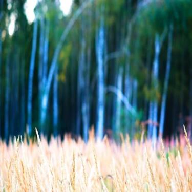 Imagem de Quadro Decorativo Estampa Árvores Inclinadas - Arte Moderna para Decoração de Ambientes Tamanho 40x40cm