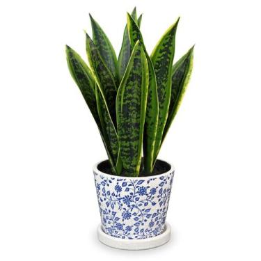 Imagem de Planta de cobra artificial Briful Fake Plants com vaso azul branco