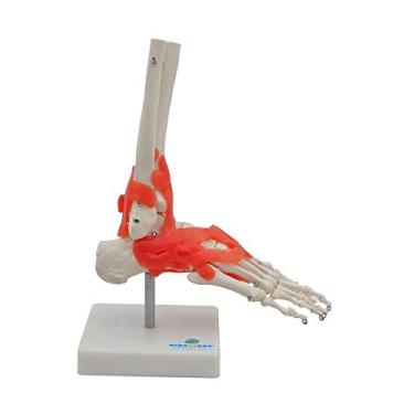Imagem de Articulação do Pé Modelo Anatômico