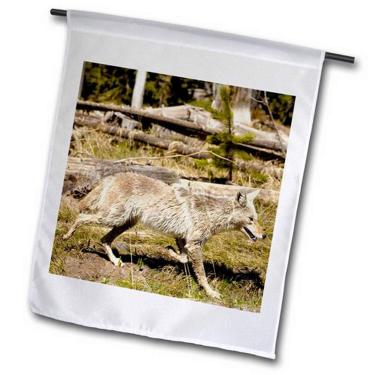 Imagem de 3dRose fl_97524_1 Coyote, Parque Nacional Yellowstone, Wyoming, EUA US51 Pox0119 Bandeira de jardim, 30,48 x 45,72 cm